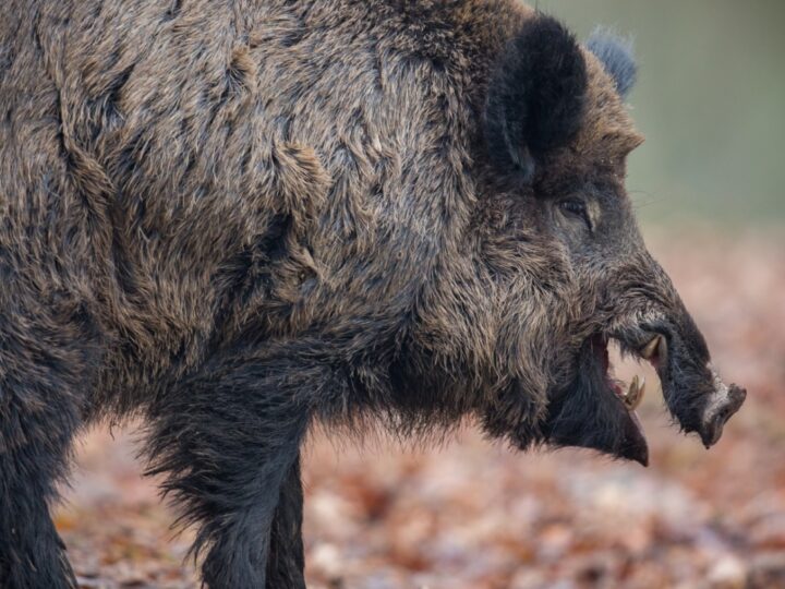 Spotkanie z dziką naturą: obecność dzikich zwierząt w polskich miastach jest coraz częstsza