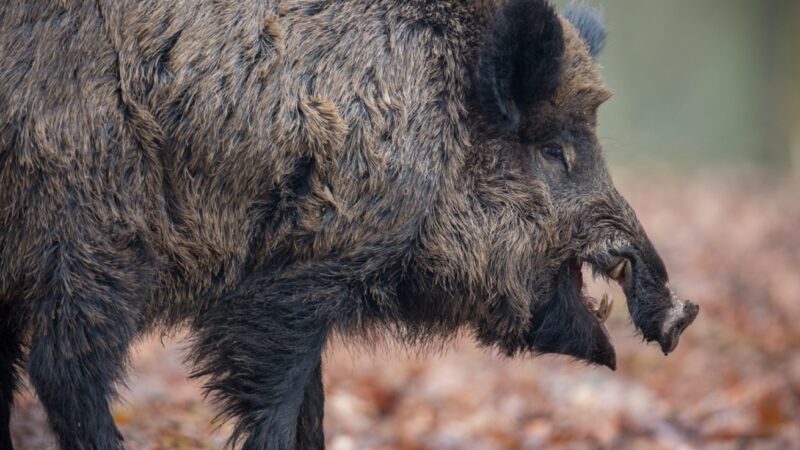 Spotkanie z dziką naturą: obecność dzikich zwierząt w polskich miastach jest coraz częstsza