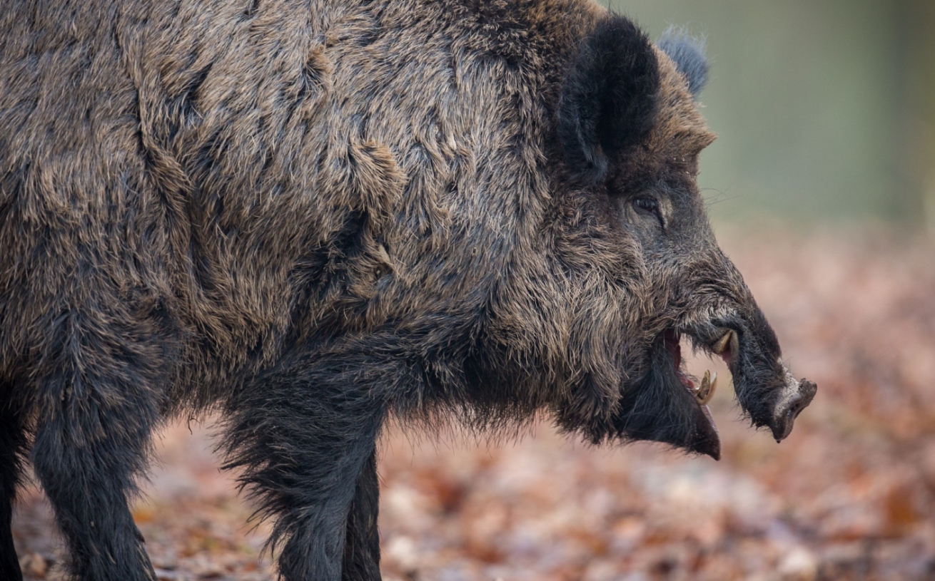 Spotkanie z dziką naturą: obecność dzikich zwierząt w polskich miastach jest coraz częstsza